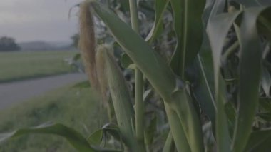 Kırsaldaki mısır tarlası, mısır tarlası 8 Ultra HD