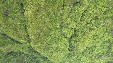 Yeşil orman havadan görünümü