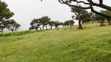Madeira 'da çimenli yeşil arazinin havadan görünüşü 