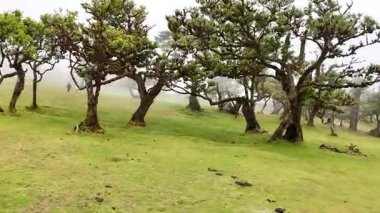 Madeira 'da çimenli yeşil arazinin havadan görünüşü 