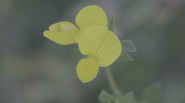 Bahçedeki sarı ve siyah çiçek