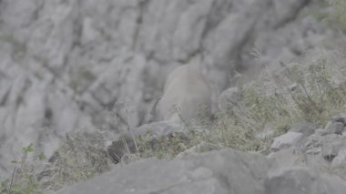 Genç bir kedinin güzel bir fotoğrafı.