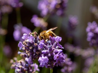 Arı mor bir çiçeğin üzerinde oturuyor. Çiçek mordur ve birkaç kahverengi lekesi vardır.