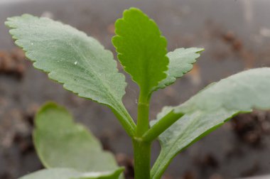 Tencerede küçük yeşil bir yaprak büyüyor. Yaprak kıvrılmış ve kahverengi uçlu.