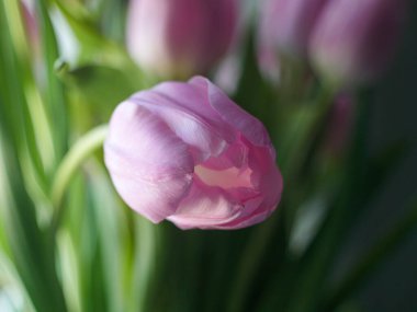 Yeşil saplı pembe bir lale. Çiçek vazonun içinde.