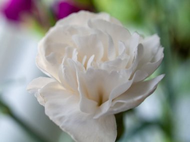 Yeşil saplı beyaz çiçek. Çiçek bir vazonun içinde. Vazo masanın üstünde.