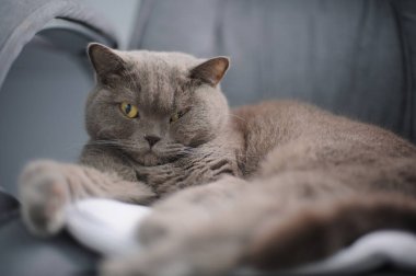 Gri bir kedi beyaz bir yastığın üzerinde yatıyor. Kedi sarı gözlü ve kameraya bakıyor.