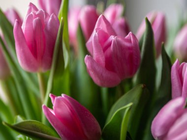 Yeşil yapraklı bir grup pembe lale. Çiçekler bir vazonun içinde. Vazo masanın üstünde.