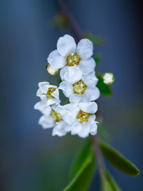 Sarı puantiyeli beyaz bir çiçeğe yaklaş. Çiçek tamamen çiçek açmış ve taze, temiz bir görünüme sahip.