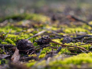 Yerde bir parça yosun yetişiyor. Yerde de biraz dal ve yaprak var.