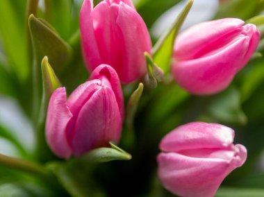 Yeşil yapraklı pembe çiçekler. Çiçekler vazoda.