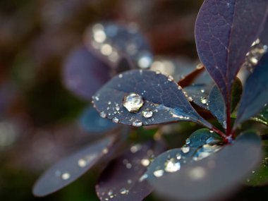 Üzerinde su damlaları olan bir yaprak. Damlacıklar küçük ve dağınık. Yaprak mor renkte.