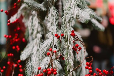 Kırmızı böğürtlen ve beyaz karlı bir ağaç. Ağaç sepetlerle çevrili.