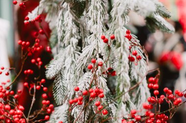 Kırmızı böğürtlen ve beyaz karlı bir ağaç. Ağaç sepetlerle çevrili.