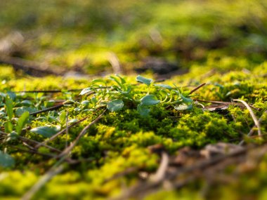 Yerde küçük bir parça yeşil yosun. Yosun toprakta büyüyor.