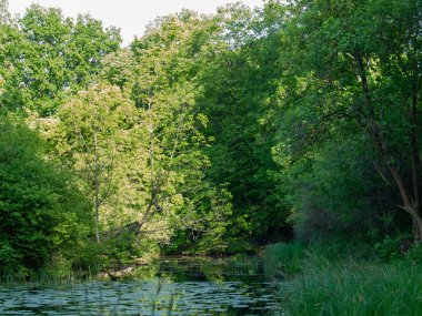 Su zambaklarıyla kaplı küçük bir gölet ile huzurlu yeşil orman sahnesi, bereketli bahar yaprakları ve doğal gün ışığında sakin yansımalarla çevrili..