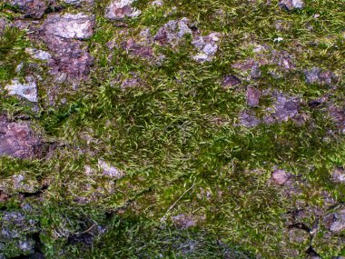 Üzerinde yosun yetişen bir kaya. Yosun yeşil ve kayayı kaplıyor. Kaya kahverengidir ve pürüzlü bir dokusu vardır.