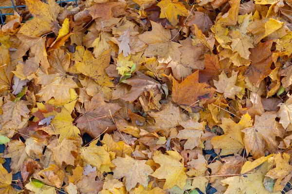 Yerde bir yığın sarı yaprak var. Yapraklar dağılmış ve bazıları diğerlerinden daha büyüktür. Yapraklar ağaçlardan düşerken, resim huzurlu ve rahatlatıcı bir ruh haline sahip.
