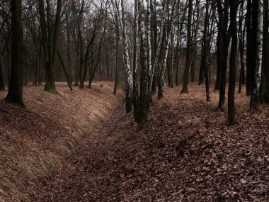 Ortasında patika olan sakin bir orman sahnesi. Yol kalın bir yaprak katmanıyla çevrili. Huzurlu ve sakin bir atmosfer yaratıyor. Ağaçlar uzun ve yoğun.
