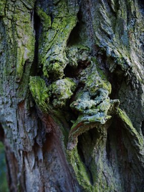 Quercus 'taki meşe kabuğunun yosunlu dokusu ya da arka plan olarak meşe ağacı. Tahta ağaç dokusu. Yüksek kalite fotoğraf