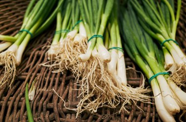 Yeşil saplı ve beyaz soğanlı bir avuç yeşil soğan. Soğanlar yeşil iplikle birbirine bağlanmış.