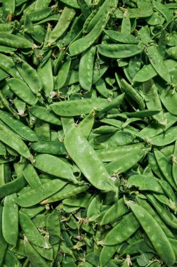 Bir demet yeşil bezelye üst üste yığılır. Bezelyeler taze ve canlı, ve bir bolluk ve tazelik hissi yaratacak şekilde düzenlenmişler.