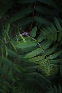 Yaprak saplı yeşil bir bitki. Yaprak yeşildir ve parlak bir görünüme sahiptir. Telefon duvar kağıdı veya minimum doğa arkaplanı için düşey bileşim ideal.