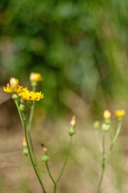 Sarı çiçek yeşil bir arka planın ön planındadır. Çiçek görüntünün ana odak noktasıdır ve en canlı ve göz alıcı elementtir. Dikey arkaplan, duvar kağıtları.