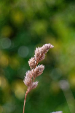 Birkaç kahverengi uçlu tek bir ot sapı. Çimler yeşil bir alanda. Görüntü huzurlu ve huzurlu bir ruh haline sahip. Dikey arkaplan, duvar kağıtları.