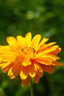 Yeşil arka planı olan sarı bir çiçek. Çiçek görüntünün odak noktasıdır. Arka plan yeşil ve göze çarpan tek şey çiçek. Dikey arkaplan, duvar kağıtları.