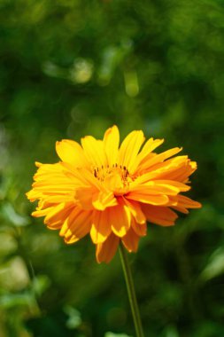Resmin odak noktası tek sarı çiçektir. Çiçek yeşil yapraklar ve saplarla çevrilidir ve sahnede görülebilen tek nesnedir. Dikey arkaplan, duvar kağıtları.
