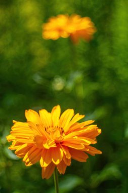 İki portakal çiçeği yeşil bir tarlada. Çiçekler tamamen çiçek açmış ve ilgi odağı olmuş. Dikey arkaplan, duvar kağıtları.