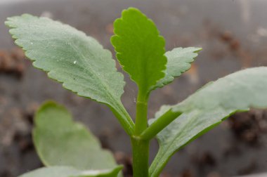 Tencerede küçük yeşil bir yaprak büyüyor. Yaprak kıvrılmış ve kahverengi uçlu.