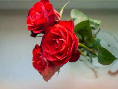 Bir vazoda üç kırmızı gül. Vazo temiz.