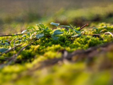 Yerde bir parça yeşil yosun. Yosun yeşildir ve bulanık bir dokusu vardır. Yosun toprakta büyüyor.