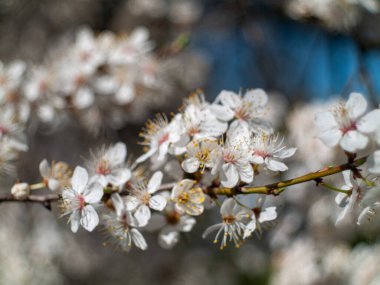 Beyaz çiçekli bir dalın yakınında. Çiçekler küçük ve bir araya toplanmış. Dal yeşildir ve birkaç kahverengi noktası vardır.