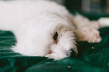 Beyaz bir köpek yeşil bir yatakta yatıyor. Köpeğin gözü morarmış ve kameraya bakıyor.