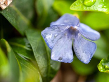 Üzerinde su damlacıkları olan mavi çiçek. Çiçek yeşil yapraklarla çevrilidir. Tazelik ve sükunet kavramı