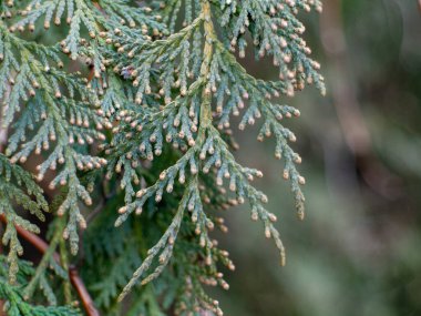 Bir sürü küçük yeşil yaprağı olan yeşil yapraklı bir ağaç. Yapraklar küçük kahverengi beneklerle kaplı.