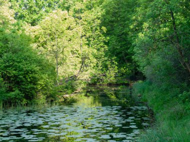 Su zambaklarıyla kaplı küçük bir gölet ile huzurlu yeşil orman sahnesi, bereketli bahar yaprakları ve doğal gün ışığında sakin yansımalarla çevrili..