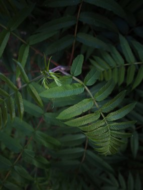 Renkli yapraklı bitkilerin farklı türleri olan güzel yeşil bir ev. Botanik Bahçesi. Kapalı Botanik Bahçesi. Tropik bitkiler. Yüksek kalite fotoğraf