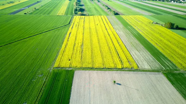İçinde bir kişinin yürüdüğü bir ekin tarlası. Alan yeşil ve sarı. Gökyüzü manzarası.
