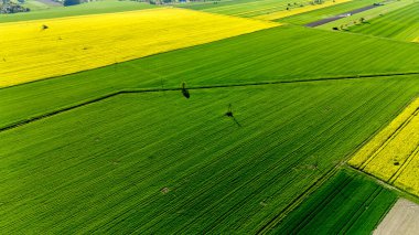 İçinde bir kişinin yürüdüğü bir ekin tarlası. Alan yeşil ve sarı. Gökyüzü manzarası.