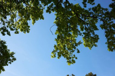 Güneşli bir bahar gününde parlak mavi bir gökyüzü boyunca uzanan yeşil meşe dallarının altından bir manzara. Doğal bileşim ve ışıklandırma, yazın ilk zamanlarındaki taze yeşillikleri ve sakin atmosferi vurgular..