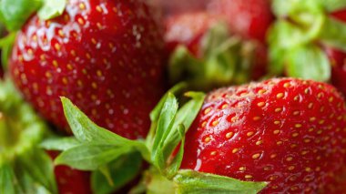 Bir sürü kırmızı çilek yakın çekim. Çilekler taze ve olgun, parlak kırmızı bir renkle. Tazelik ve bolluk kavramı