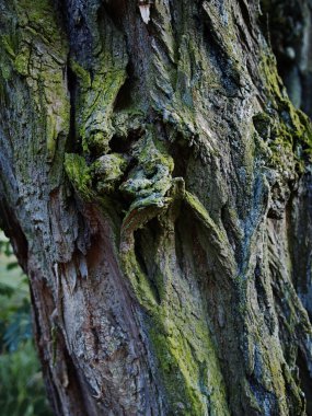 Quercus 'taki meşe kabuğunun yosunlu dokusu ya da arka plan olarak meşe ağacı. Tahta ağaç dokusu. Yüksek kalite fotoğraf