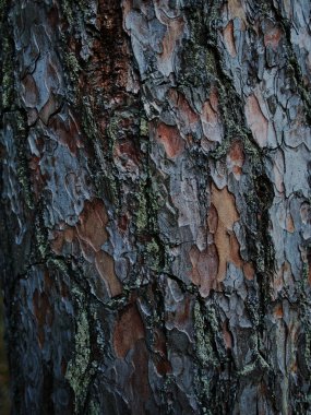 Doğal arka plan, ağaç kabuğundaki zambaklar. Yüksek kalite fotoğraf