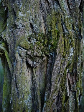 Fotoğrafta, derinden yivli, desenli yeşil yosun ve liken parçalarıyla kaplı bir ağaç gövdesinin yakın çekimi görülüyor. Ağaçların karmaşık detayları yüzey yaşını ve doğal büyümesini ortaya koyuyor..