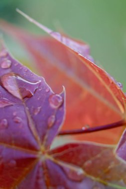 Üzerinde yağmur damlaları olan bir yaprak. Yaprak kırmızıdır ve üzerinde bir damla su vardır. Dikey arkaplan. Duvar kağıtları telefonu.