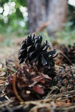 Arka planda birkaç kozalakla birlikte bir çam kozalağını kapat. Çam kozalakları kahverengi ve kurumuş gibi görünüyor. Dikey arkaplan. Duvar kağıtları telefonu.
